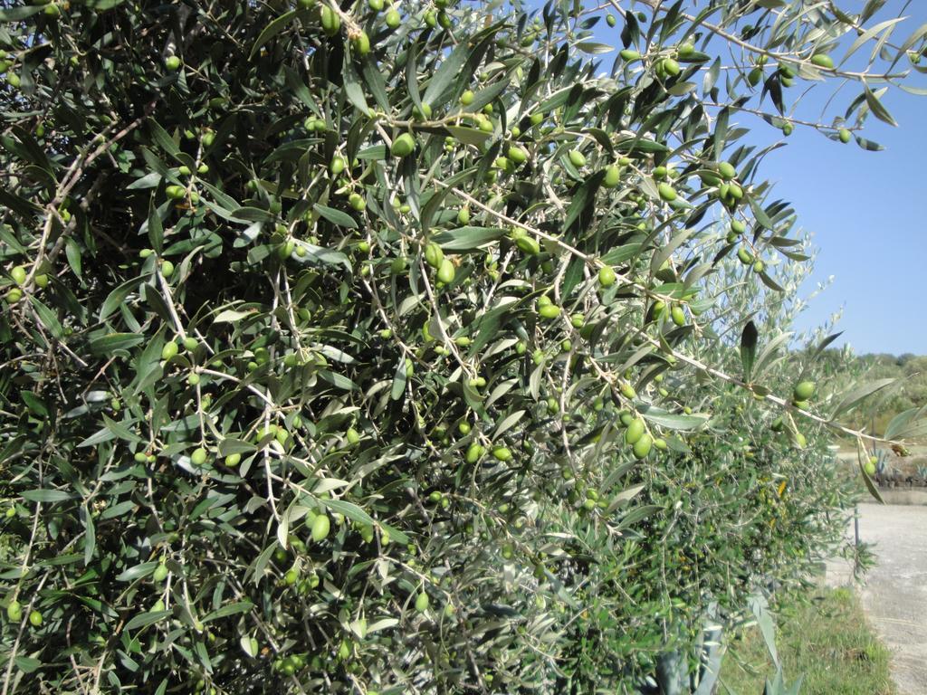 Il Poggio Del Cilento Country House อากรอโปลี ภายนอก รูปภาพ